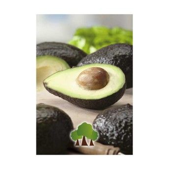 ARV PERA ABACATE HASS VASO