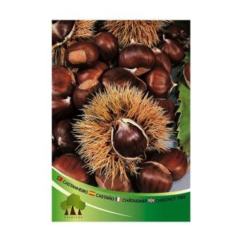 ARV CASTANHEIRO MARSOL VASO