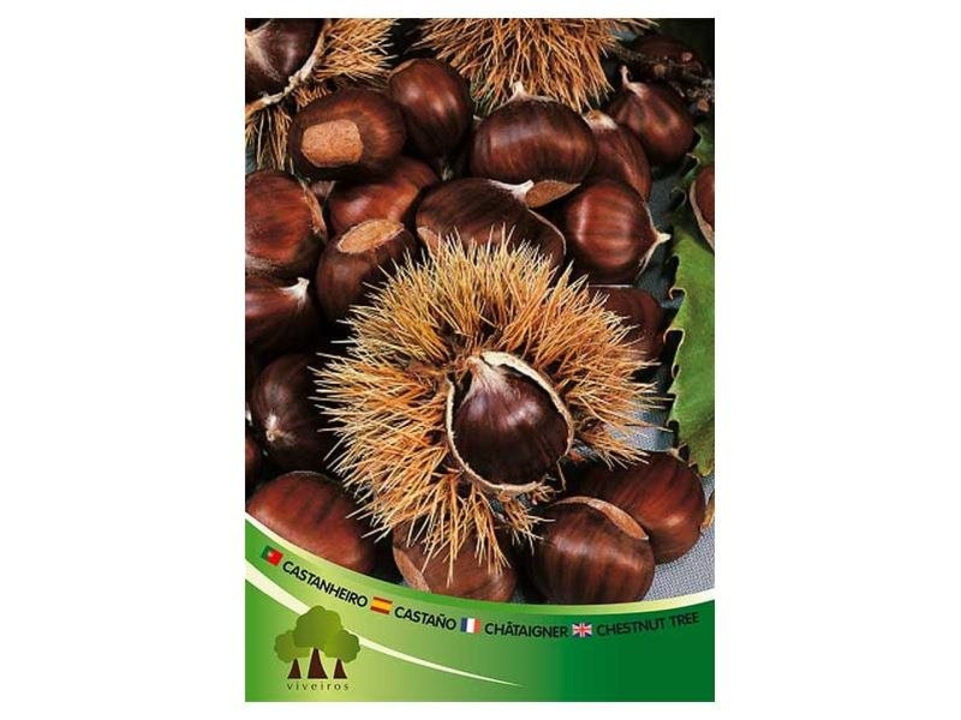 ARV CASTANHEIRO NAO EXERTADO ARV CASTANHEIRO NAO EXERTADO