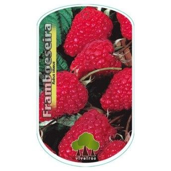 ARV FRAMBOESA