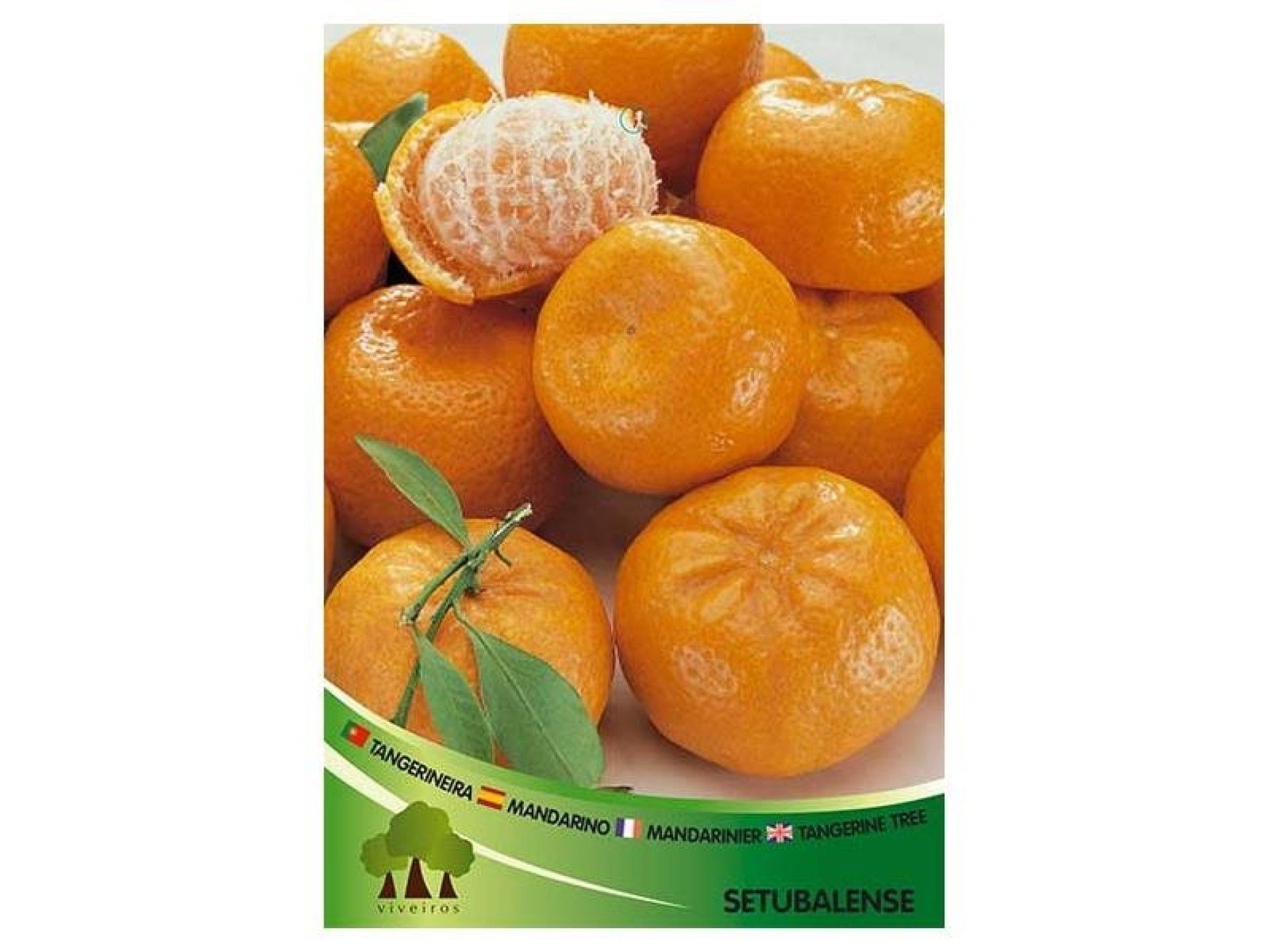 ARV TANGERINEIRA SETUBALENSE