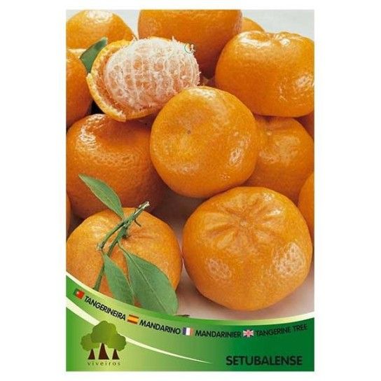 ARV TANGERINEIRA SETUBALENSE
