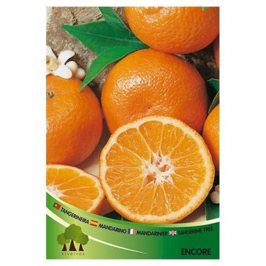 ARV TANGERINEIRA ENKORE ARV TANGERINEIRA ENKORE
