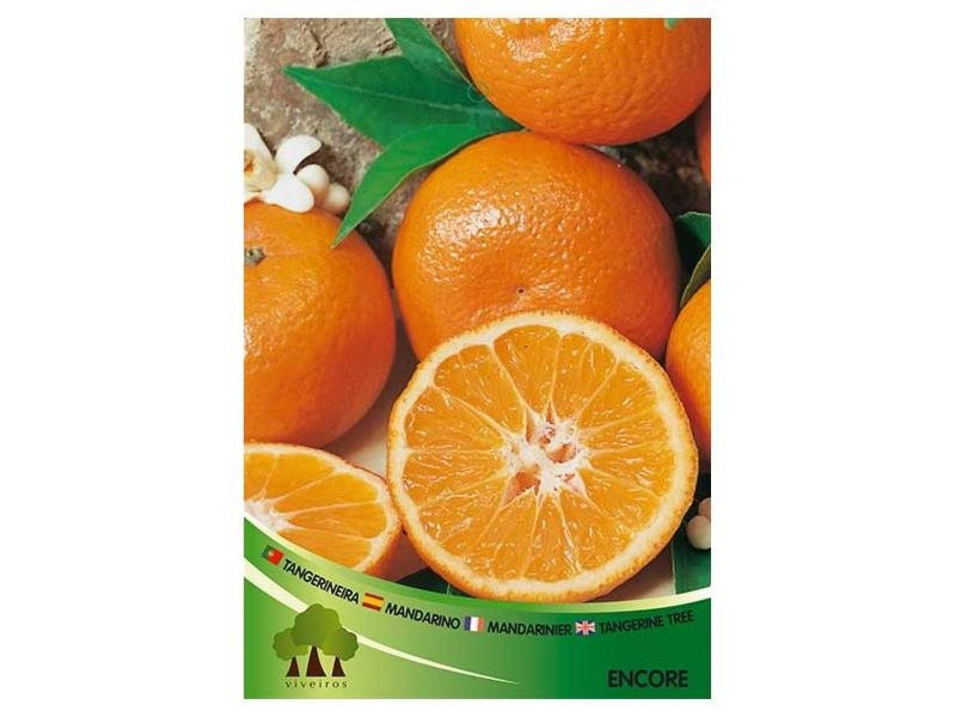 ARV TANGERINEIRA ENKORE ARV TANGERINEIRA ENKORE