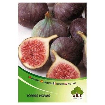 ARV FIGUEIRA TORRES NOVAS