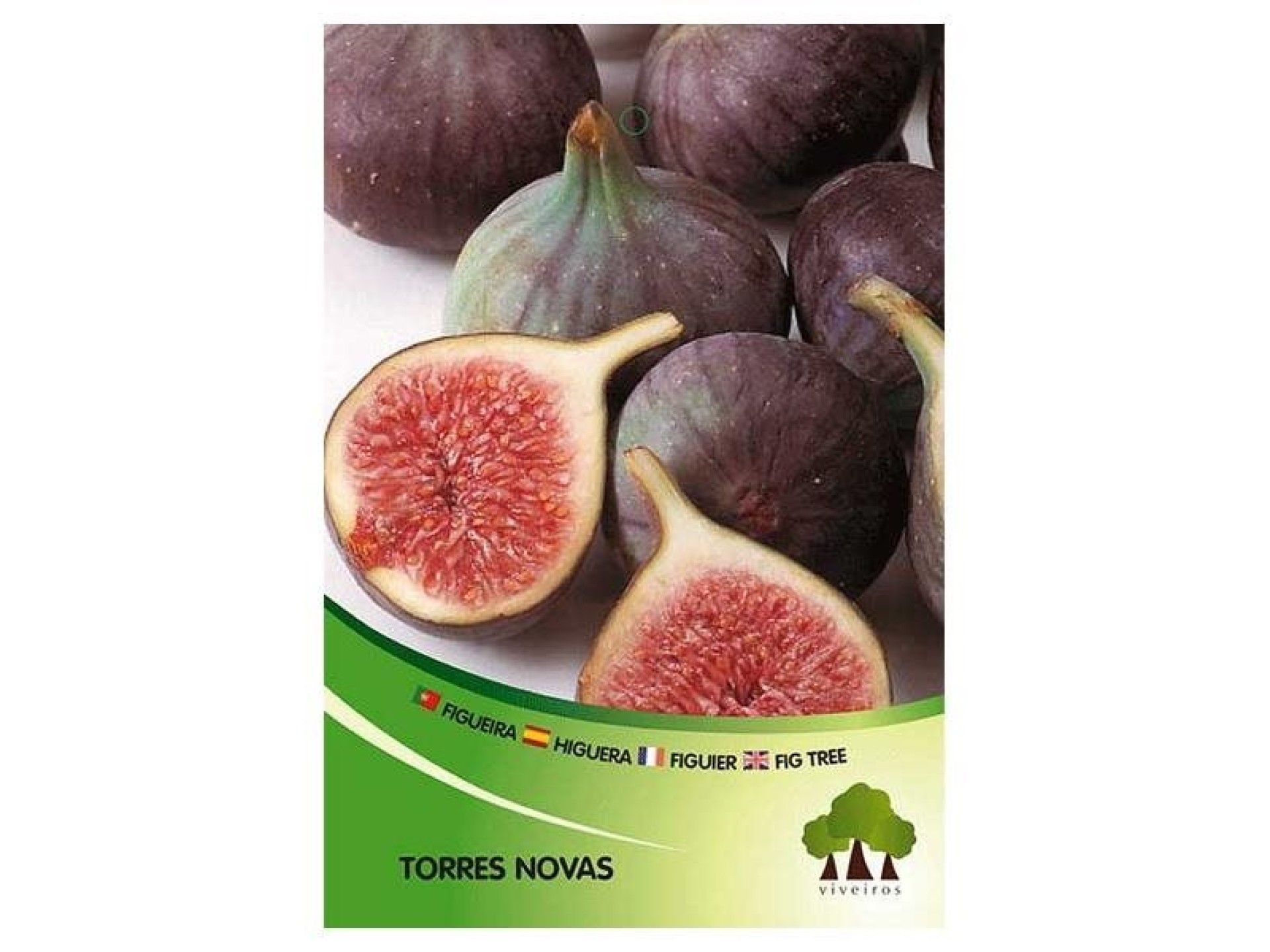 ARV FIGUEIRA TORRES NOVAS