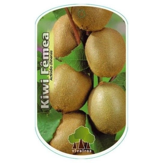 ARV KIWI FEMEA VASO