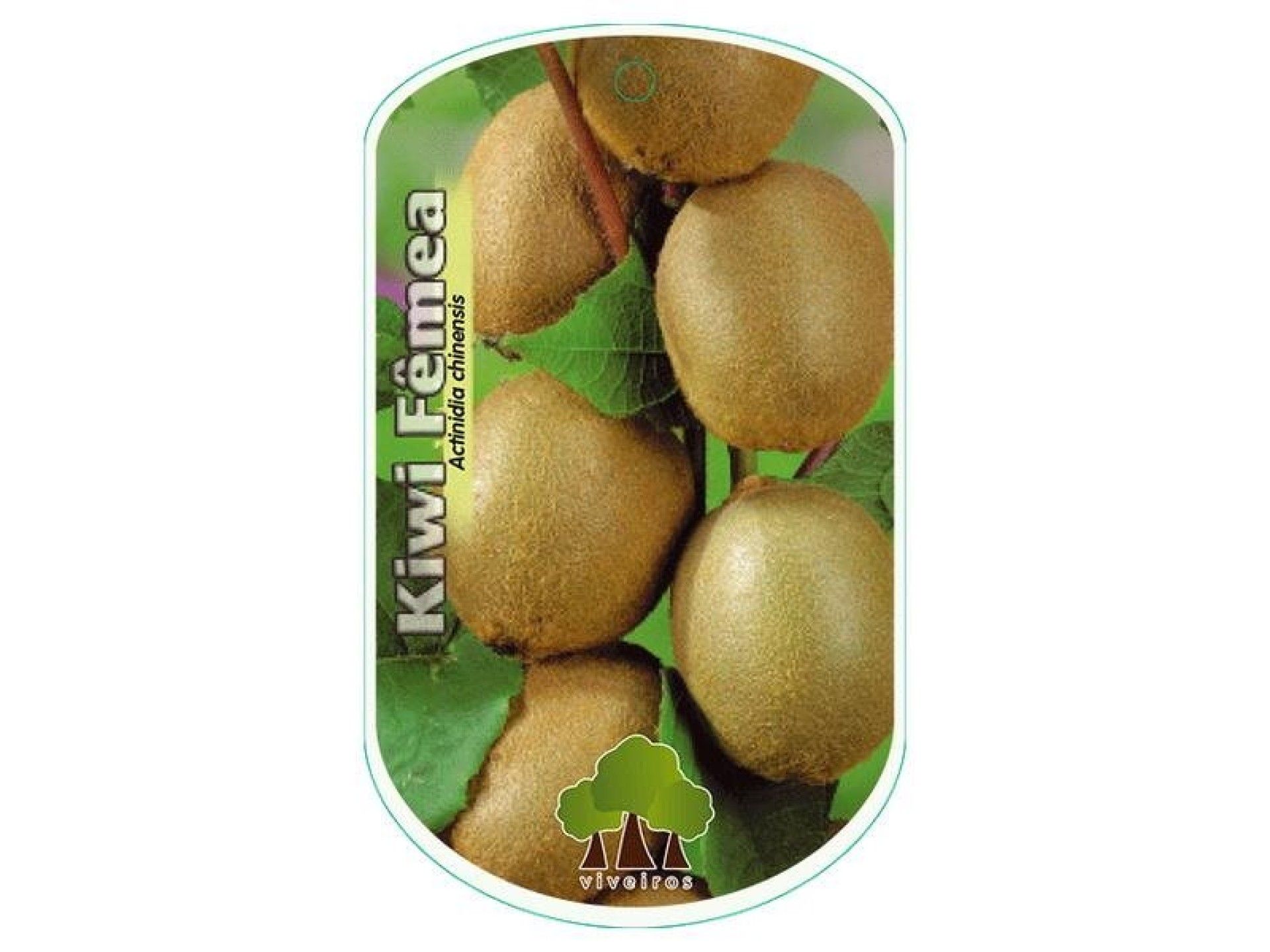 ARV KIWI FEMEA VASO