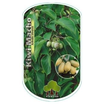 ARV KIWI MACHO VASO