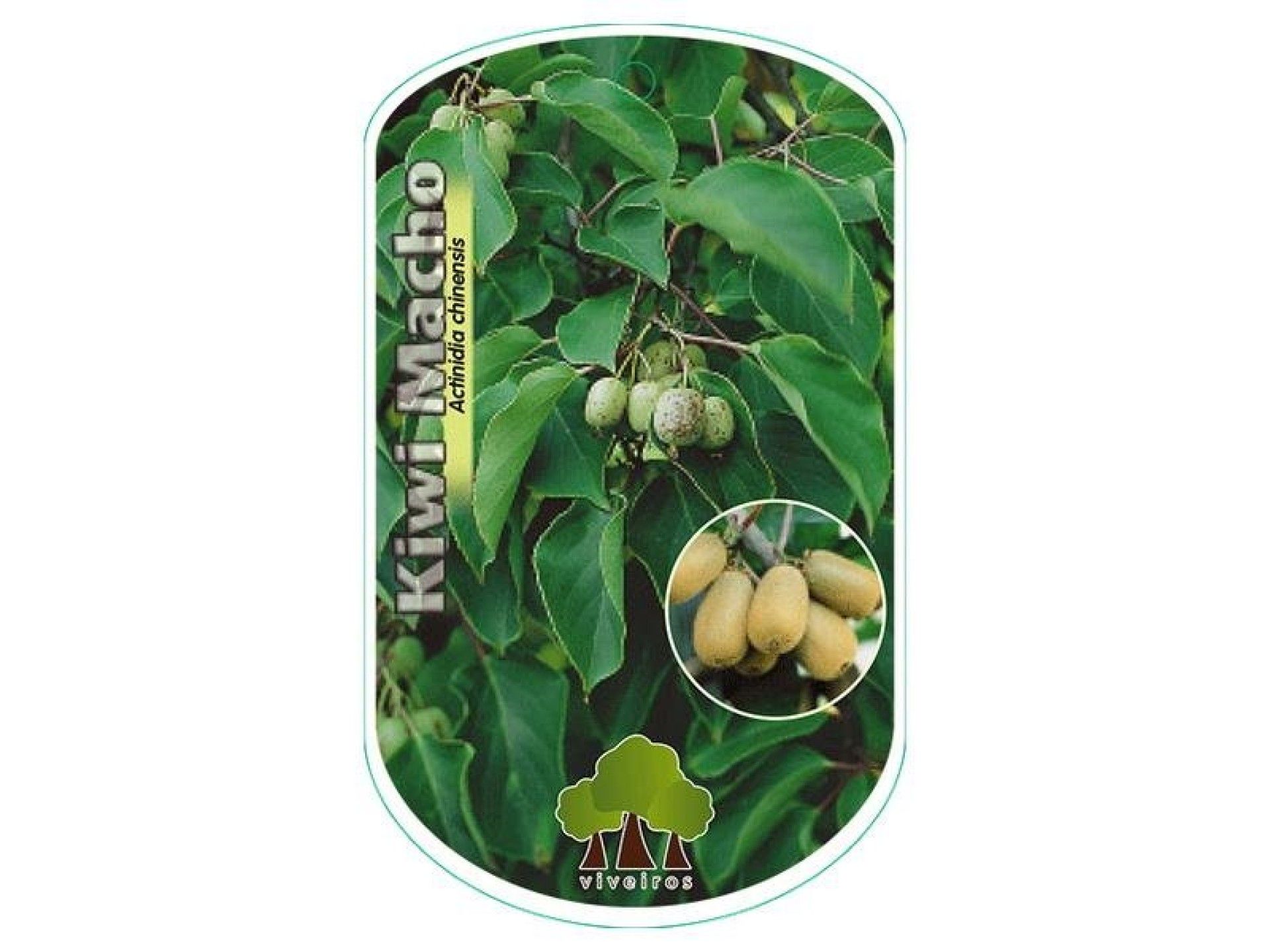 ARV KIWI MACHO VASO ARV KIWI MACHO VASO