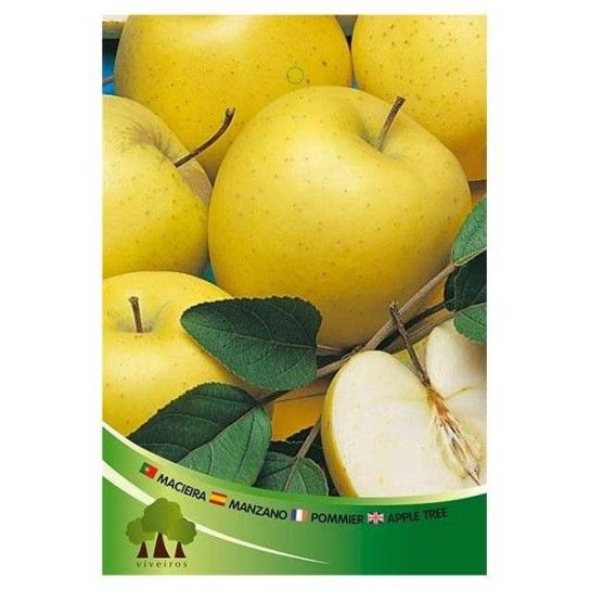 ARV MACIEIRA GOLDEN DELICIOUS ARV MACIEIRA GOLDEN DELICIOUS