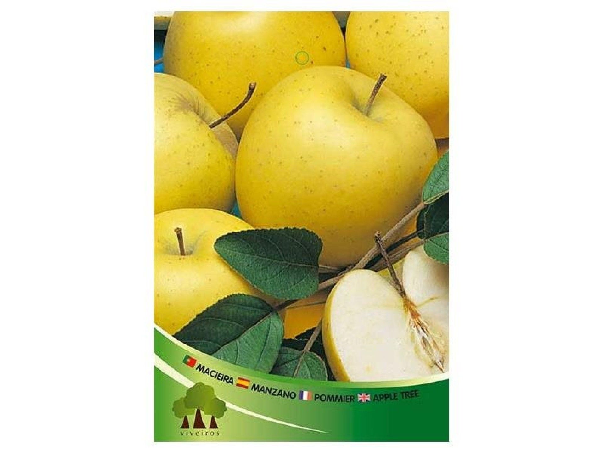 ARV MACIEIRA GOLDEN DELICIOUS ARV MACIEIRA GOLDEN DELICIOUS