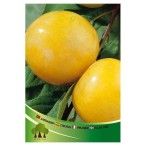 ARV AMEIXEIRA SUN GOLD ARV AMEIXEIRA SUN GOLD