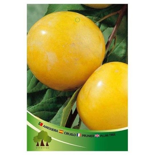 ARV AMEIXEIRA SUN GOLD ARV AMEIXEIRA SUN GOLD