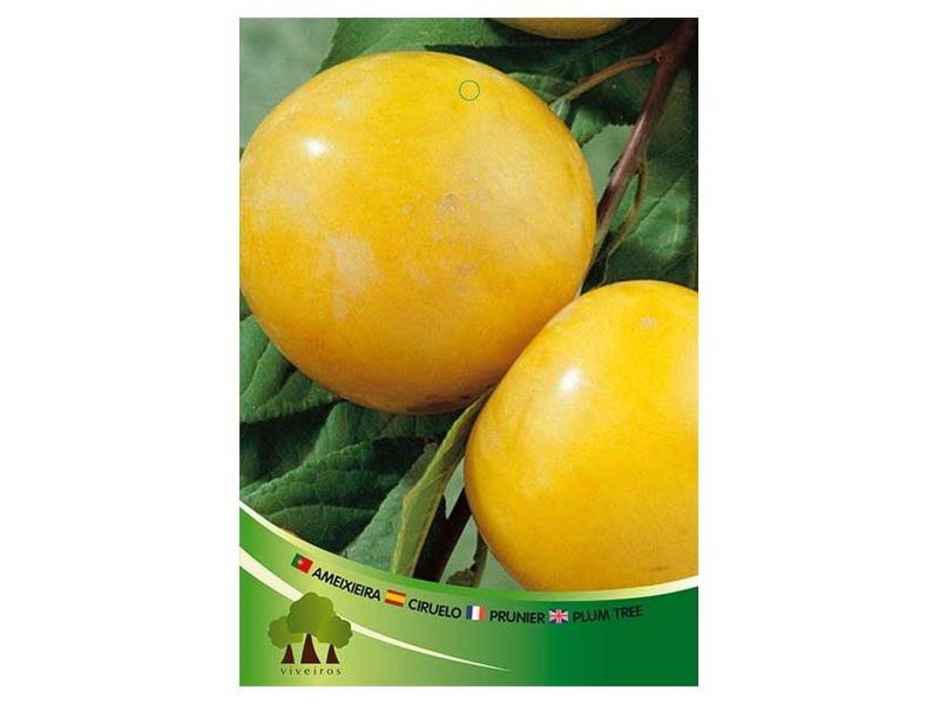 ARV AMEIXEIRA SUN GOLD ARV AMEIXEIRA SUN GOLD