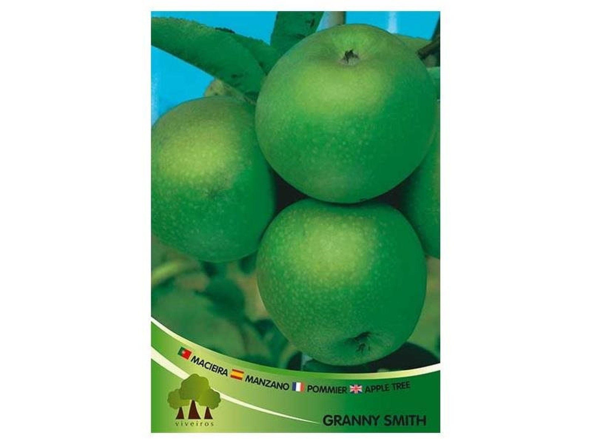 ARV MACIEIRA GRANNY SMITH