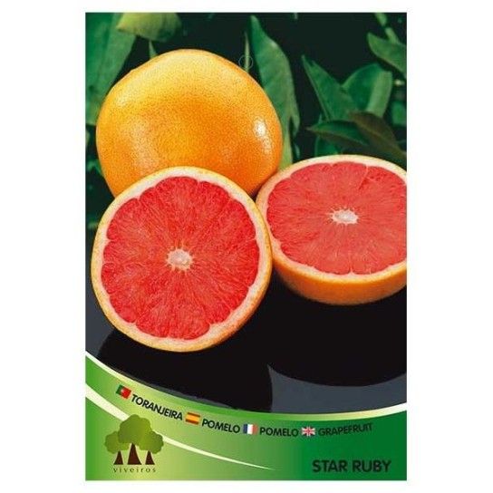 ARV TORANJA VASO ARV TORANJA VASO