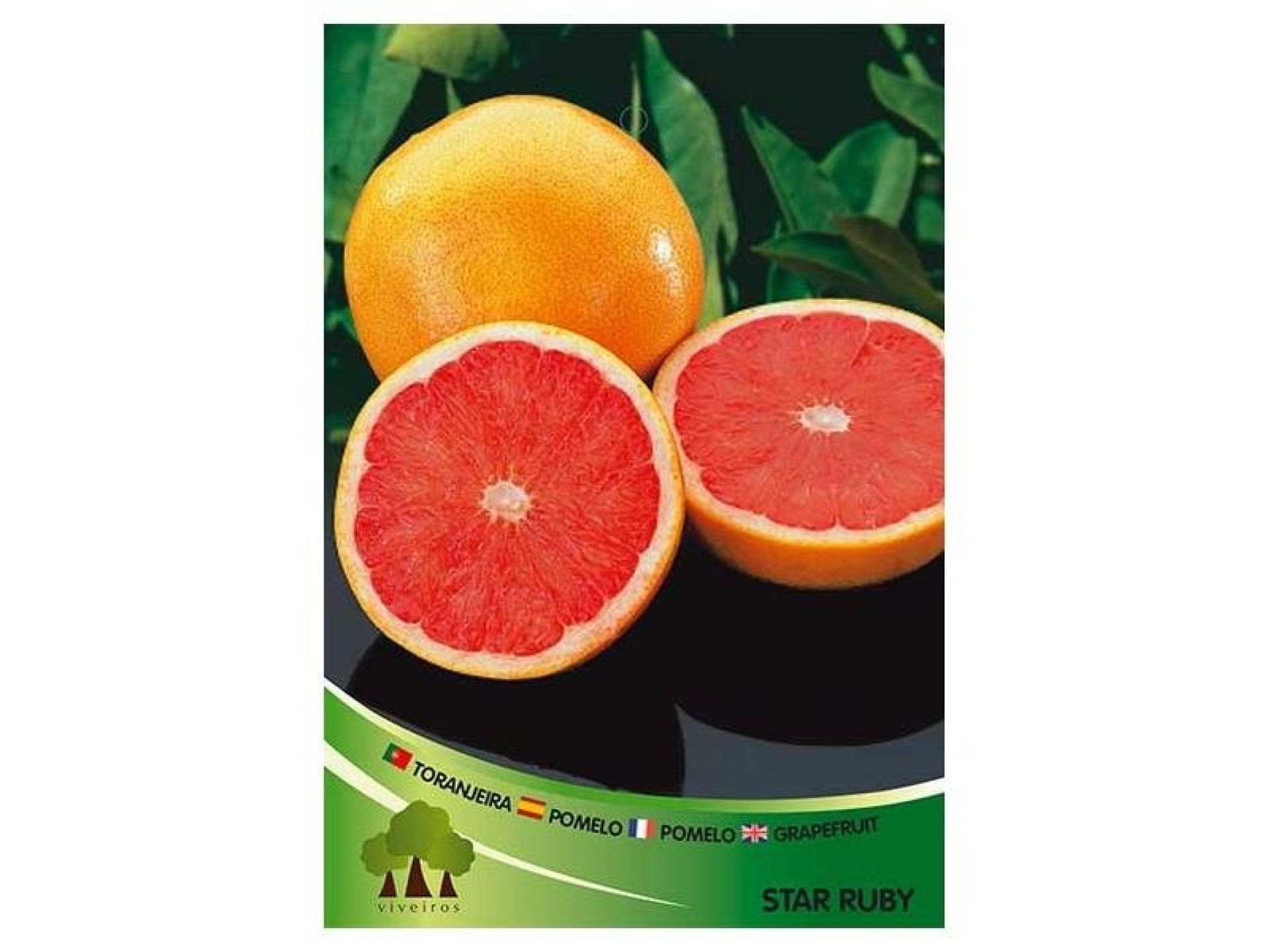 ARV TORANJA VASO ARV TORANJA VASO