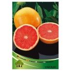 ARV TORANJA VASO ARV TORANJA VASO