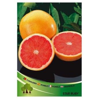 ARV TORANJA VASO