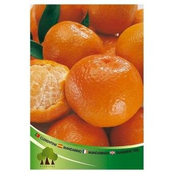 ARV CLEMENTINA NOVA HBR