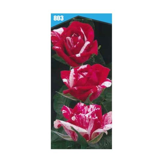 ROSEIRA RARA HARDLY KING ROSEIRA RARA HARDLY KING