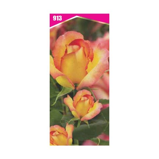 ROSEIRA PERF PICCADILLY ROSEIRA PERF PICCADILLY