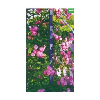 ROSEIRA TREPADEIRA LADY X VIOL