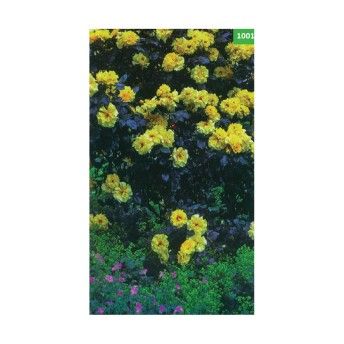 ROSEIRA TREPADEIRA LANDORA AMA