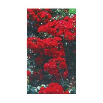 ROSEIRA TREPADEIRA PAUL S VRM