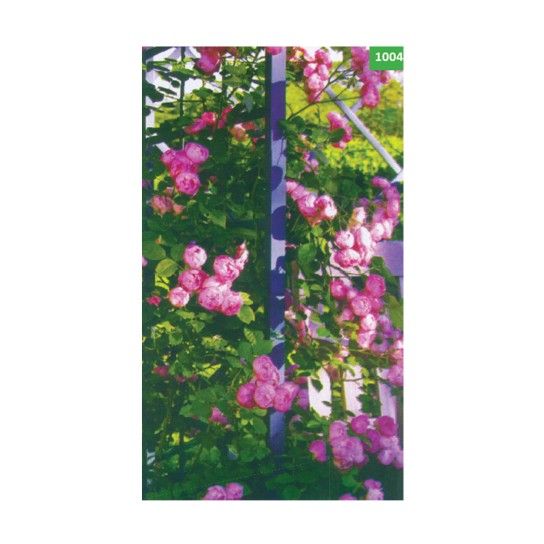 ROSEIRA TREPADEIRA LADY X VIOL ROSEIRA TREPADEIRA LADY X VIOL