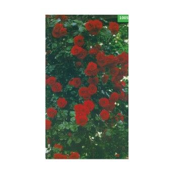 ROSEIRA TREPADEIRA CH IMPERIAL