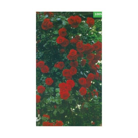 ROSEIRA TREPADEIRA CH IMPERIAL