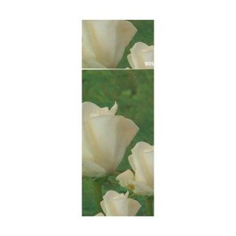 ROSEIRA PERFUMADA DELIGTH