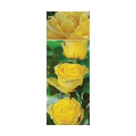 ROSEIRA GRAND BARBARA AMA ROSEIRA GRAND BARBARA AMA