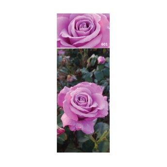 ROSEIRA GRAND LADY X VIOLETA
