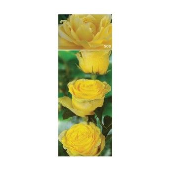 ROSEIRA GRAND BARBARA AMA