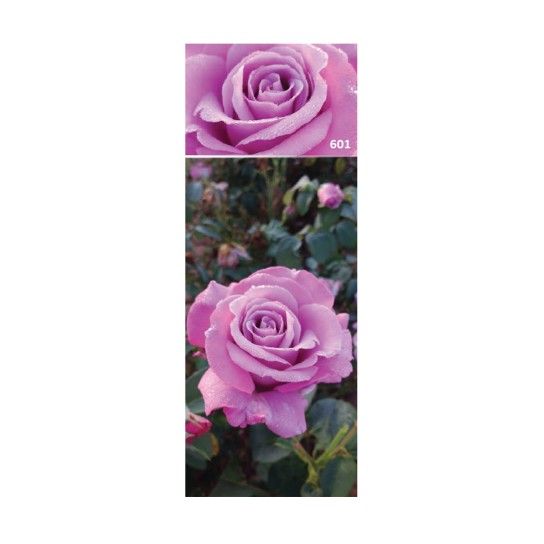 ROSEIRA GRAND LADY X VIOLETA ROSEIRA GRAND LADY X VIOLETA