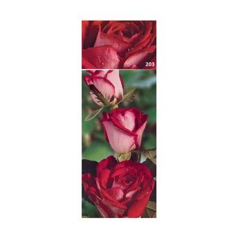 ROSEIRA GRAND GAUJARD ROSA