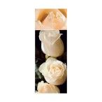 ROSEIRA GRAND CAMELIA BR ROSEIRA GRAND CAMELIA BR