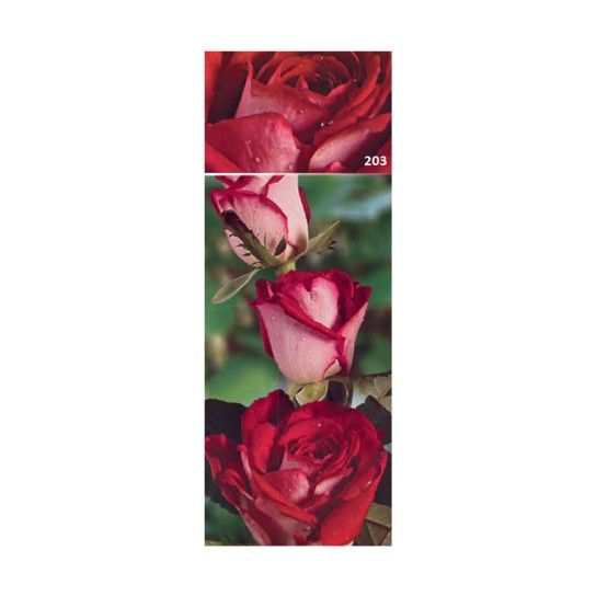 ROSEIRA GRAND GAUJARD ROSA