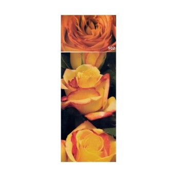 ROSEIRA GRAND SOLEIL AMA BICOL