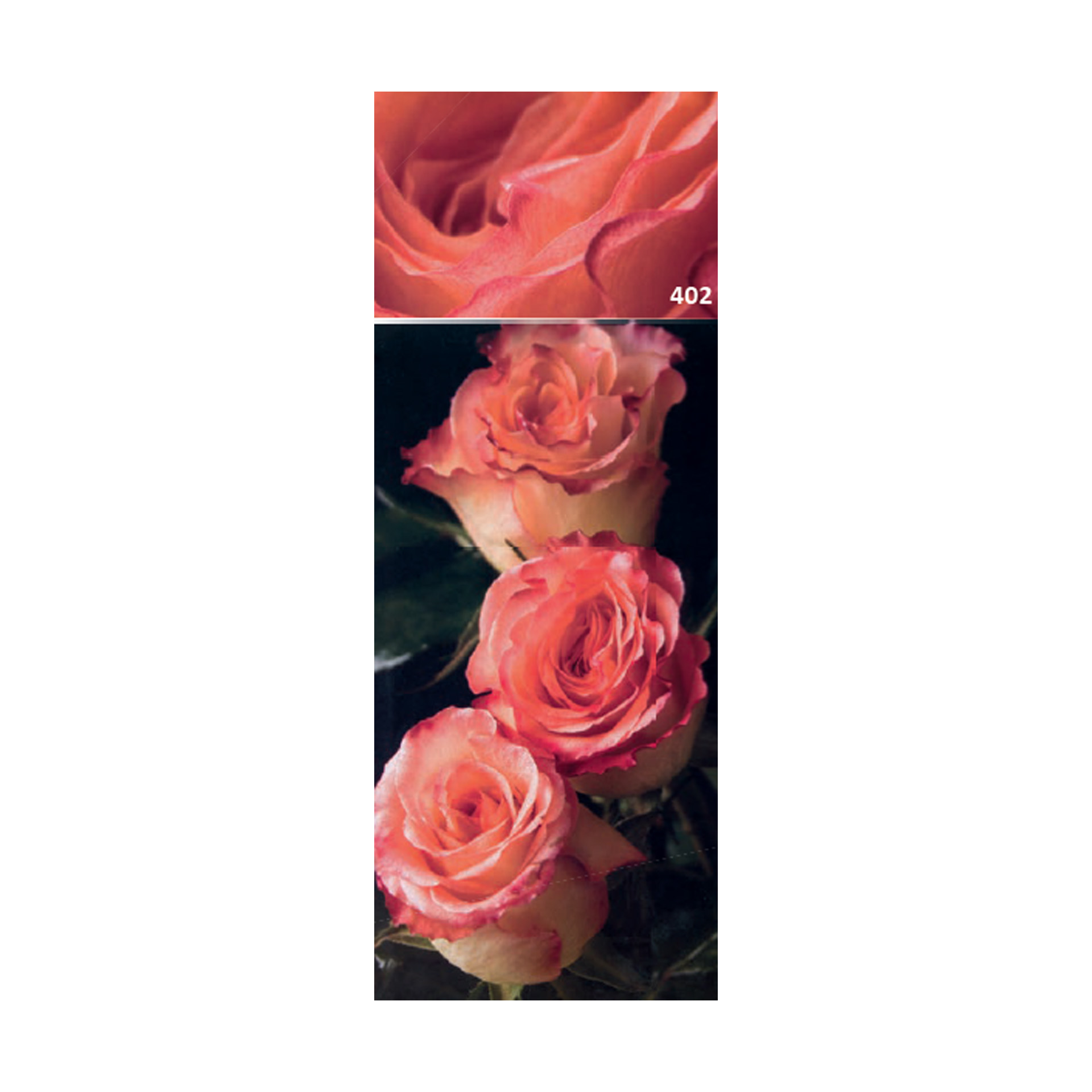 ROSEIRA GRAND QUEEN ELIZ RS