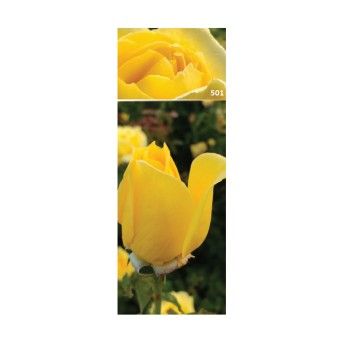 ROSEIRA GRAND LANDORA AMA